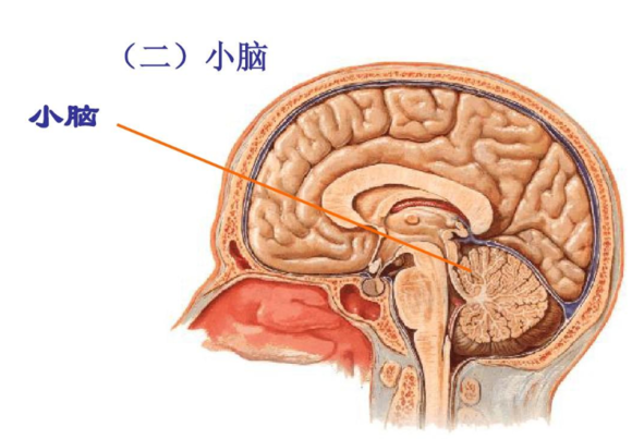 u=5314659,4092602491&fm=26&gp=0.jpg