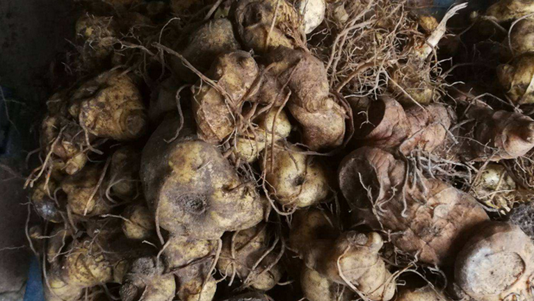 甜黄精的功效与作用、禁忌和食用方法