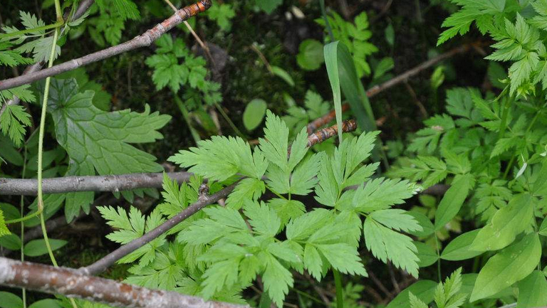 野芹菜