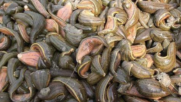 水蛭的功效与作用、禁忌和食用方法