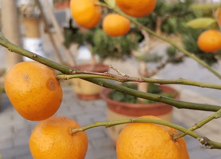 柑橘.jpg