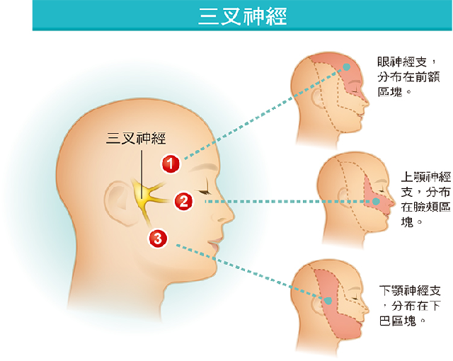 三叉神经111.png