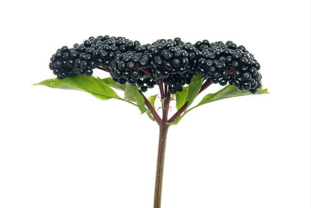 png 11.png