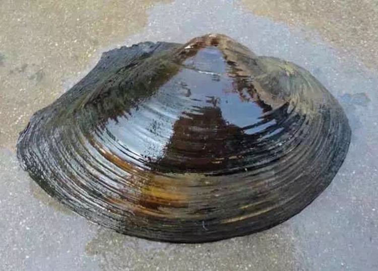 jpeg 633A57219C56D40DC51B6E36AFBC9C55.jpeg