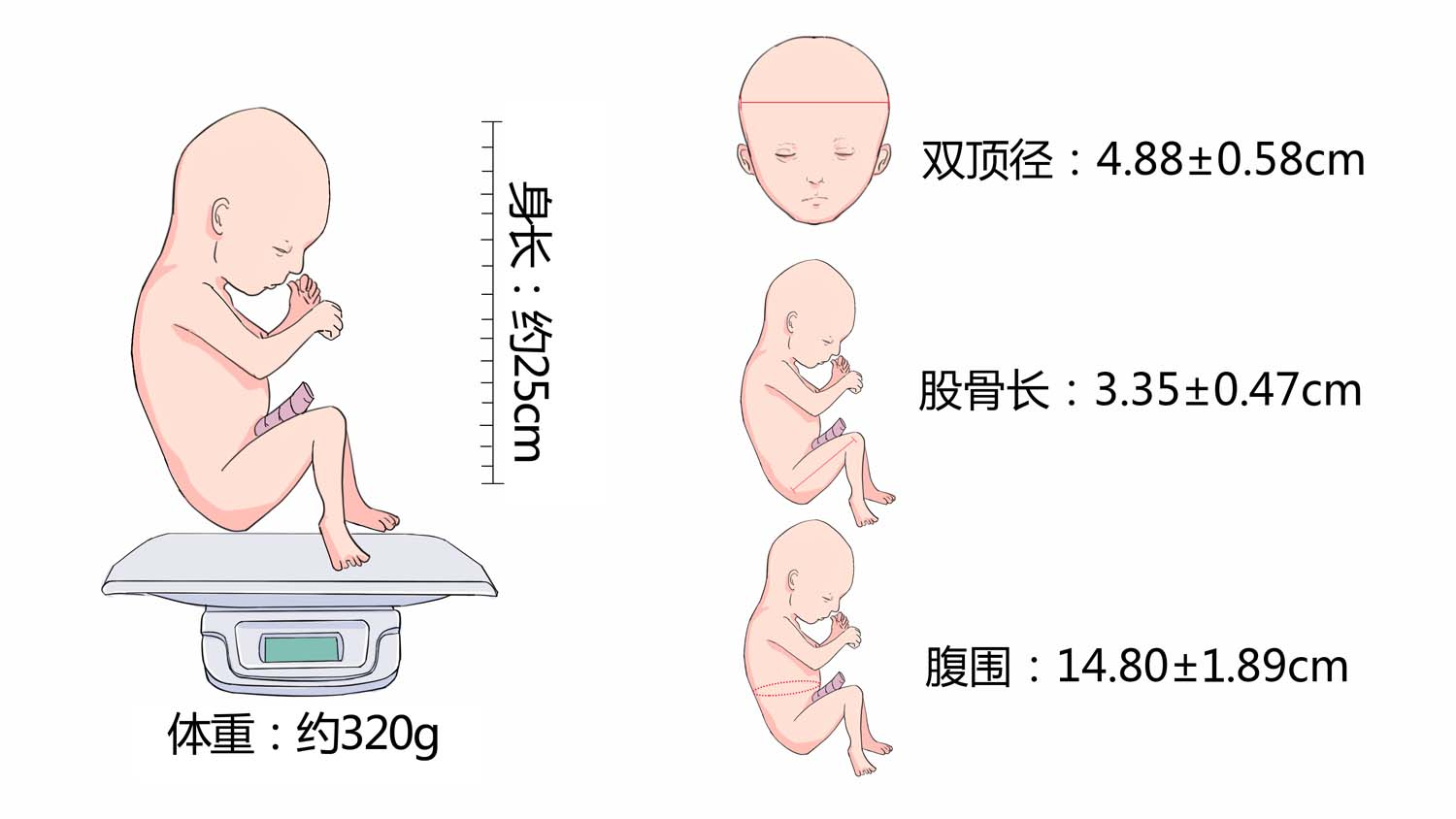 png 怀孕20周胎儿大小和发育标准2.png