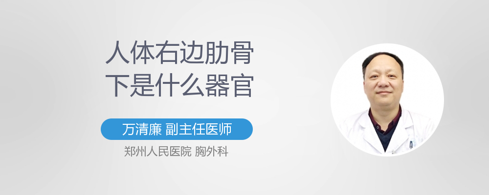 人体右侧肋骨下是什么器官