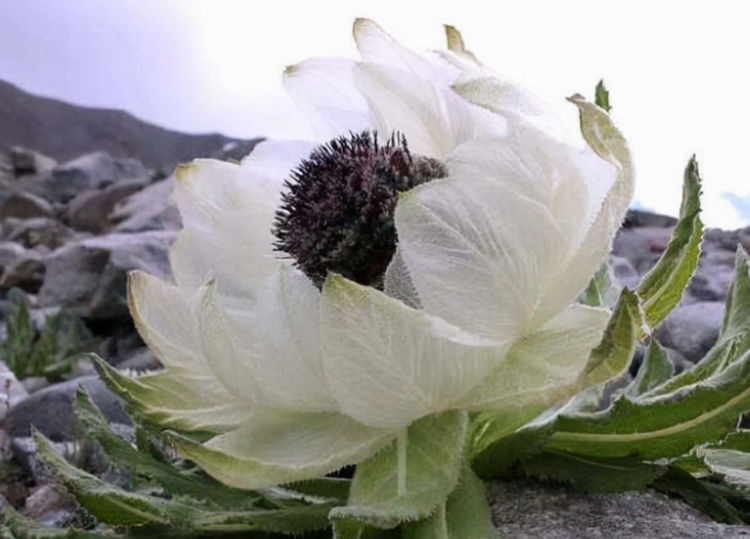 jpg 天山雪莲.jpg