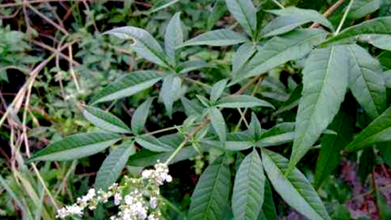 黄荆树