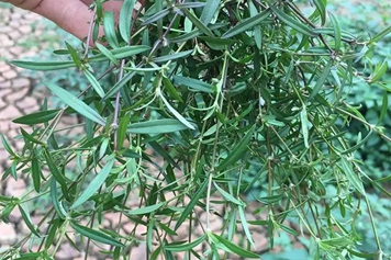 蛇前草的功效与作用、禁忌和食用方法