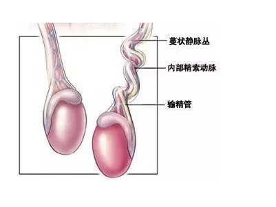 睪丸的卡通形象圖片