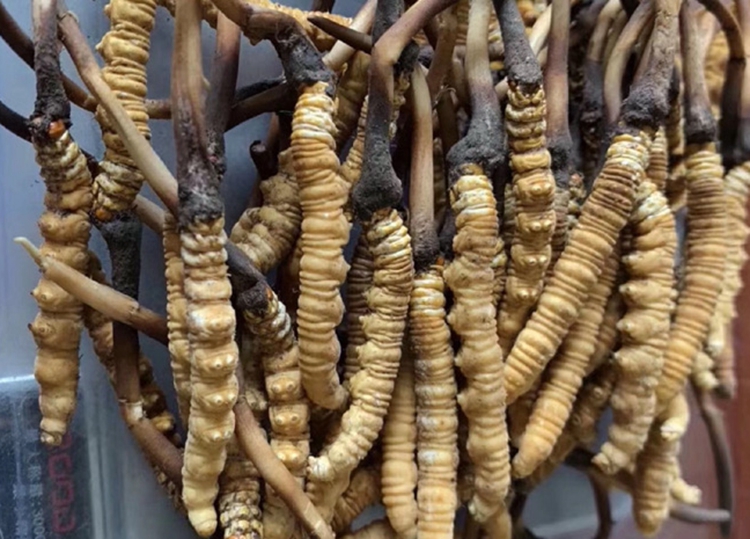 jpg 冬虫夏草.jpg