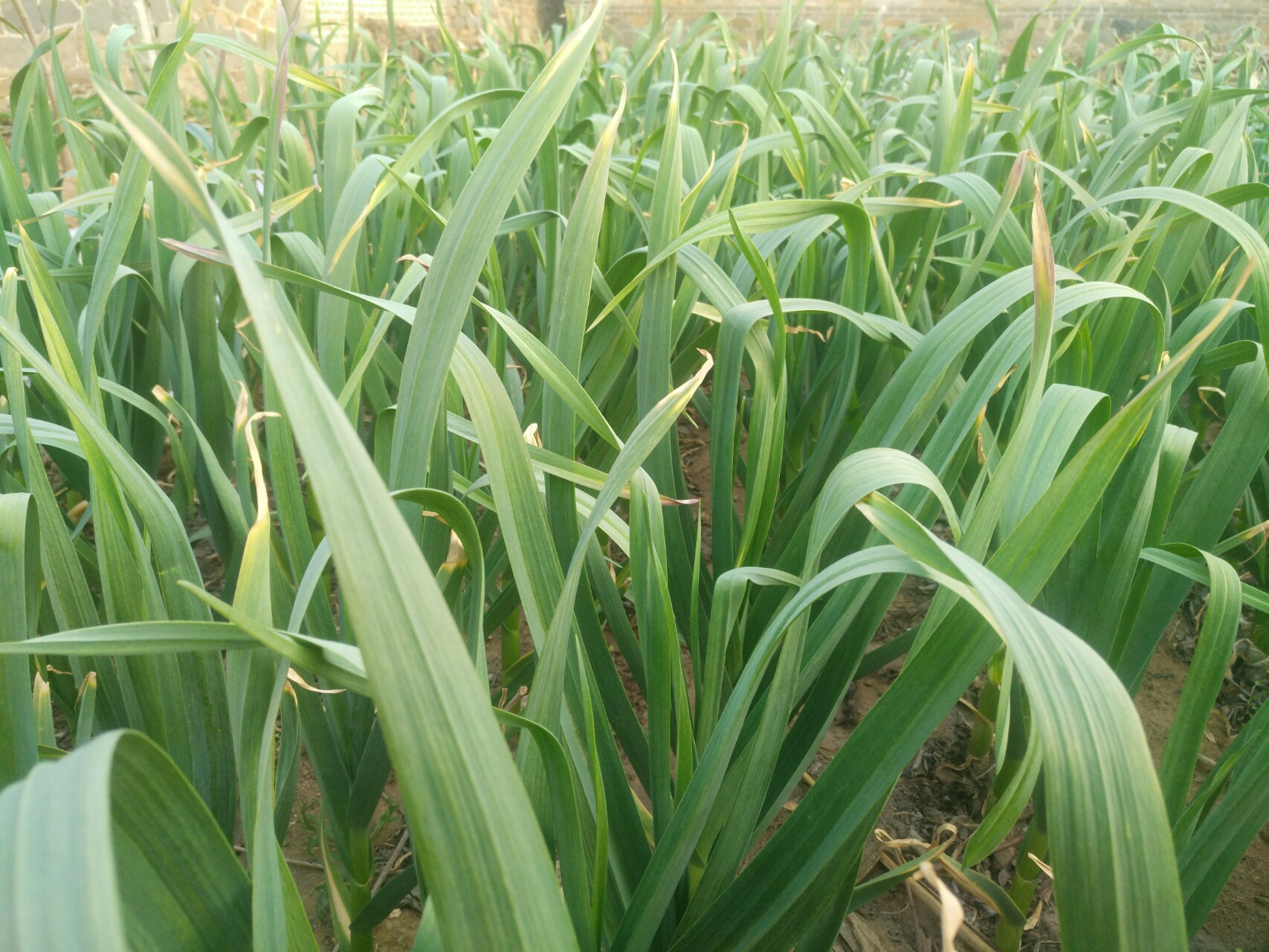 冬春季节大棚蒜苗咋栽培