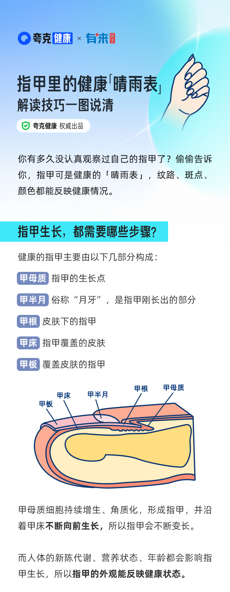 指甲里的健康「晴雨表」，解讀技巧一圖說清_01_01.jpg