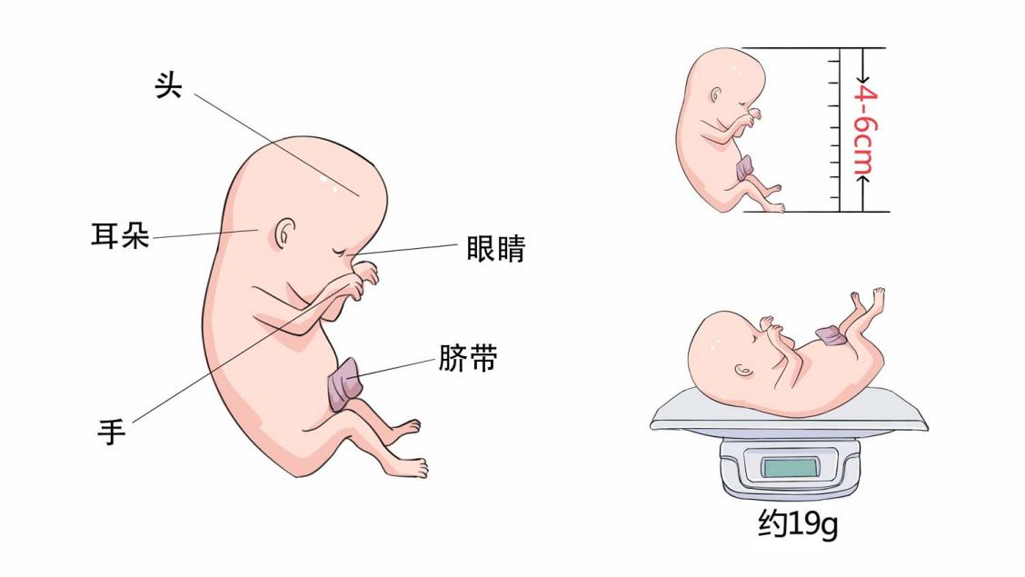 png 怀孕11周胎儿大小和发育标准2.png