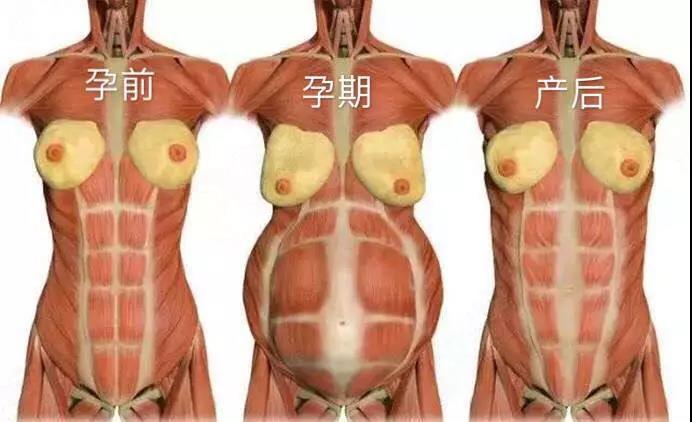 八,腹壁肌肉的变化