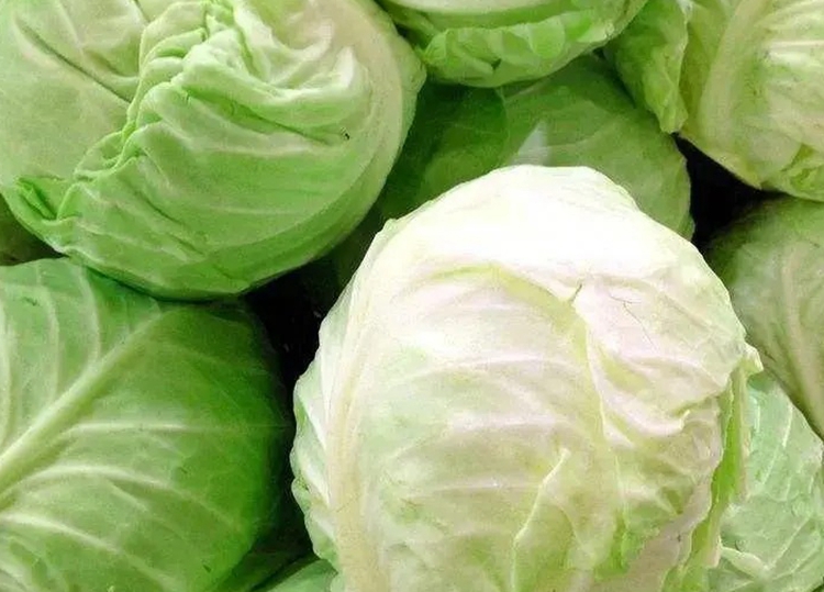 卷心菜.jpg