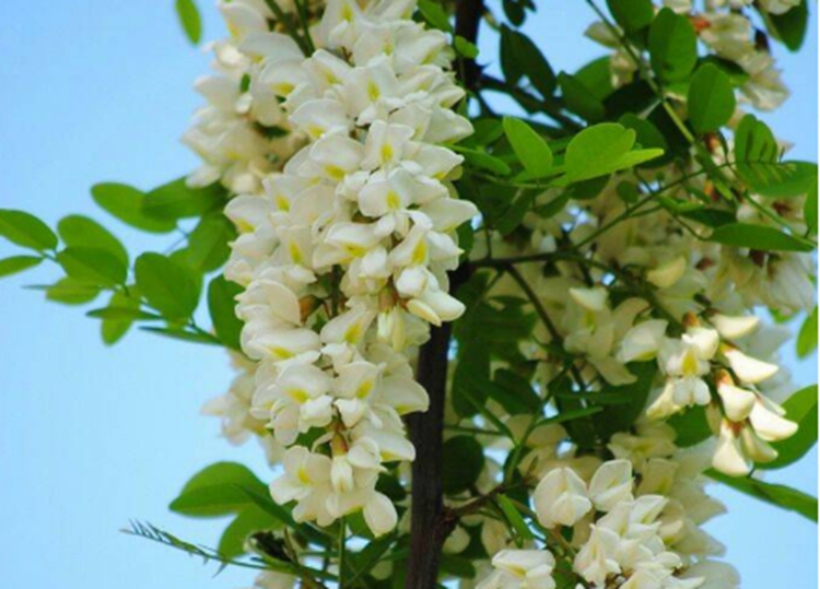 jpg 洋槐花.jpg