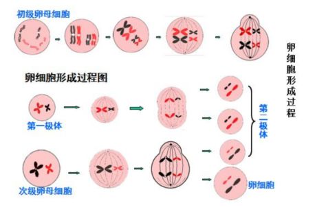 减数分裂是指性细胞分裂形成精子和卵细胞的过程.