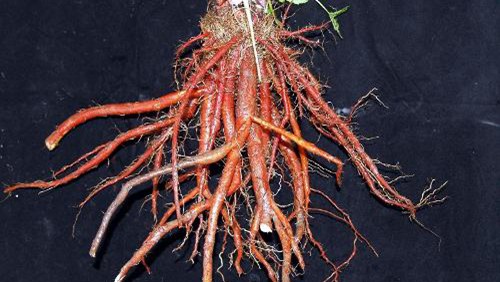 丹参的功效与作用,禁忌和食用方法_中华康网