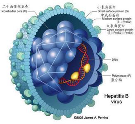 生殖器疱疹病毒图片