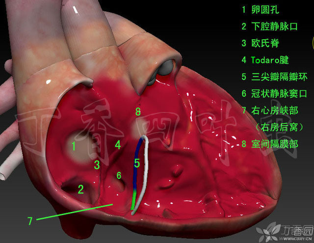 好了 todaro 腱―三尖瓣隔瓣 冠状窦口,亲们一定猜到了一个重要的