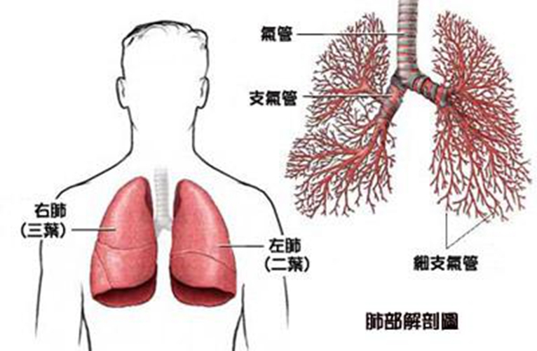 多数肺腺癌和吸烟有关图片