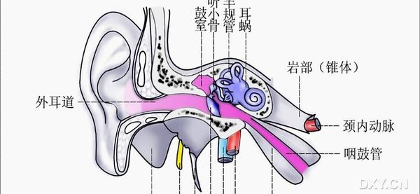 耳朵的正常結構-有來醫生