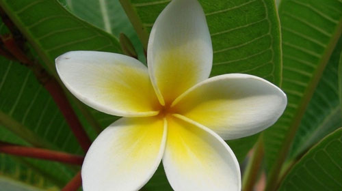 鸡蛋花的功效与作用,禁忌和食用方法_中华康网