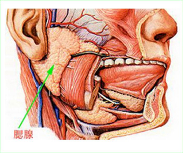 腮腺结构图片