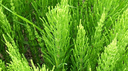 问荆的功效与作用,禁忌和食用方法_中华康网