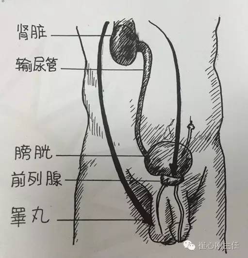 前列腺的位置比較特殊,前面緊貼恥骨聯合,後臨直腸.