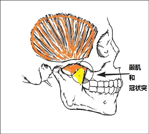颞肌锻炼,颞肌,颞肌大_大山谷图库
