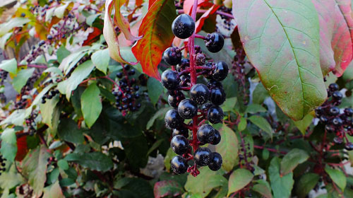 商陆的功效与作用,禁忌和食用方法_中华康网