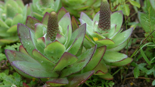 钝叶瓦松的做法(钝叶瓦松药用部位)