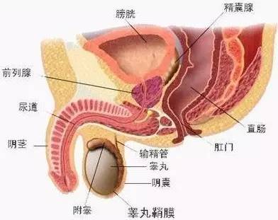 射血精是什么原因导致的