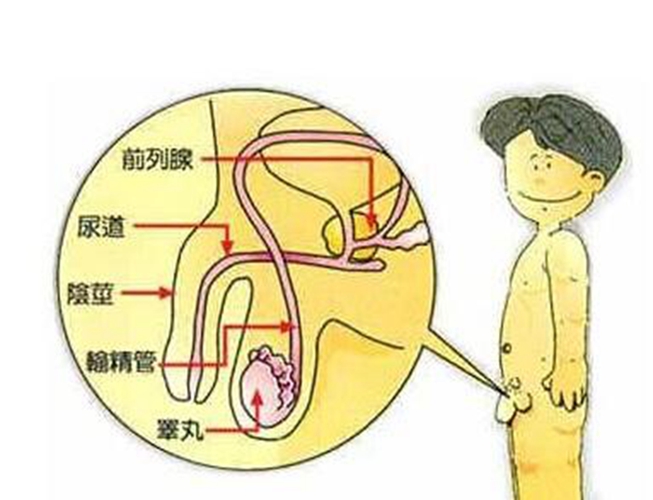 睾丸的详细结构图片