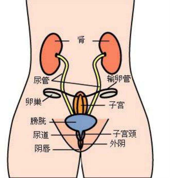 前庭大腺炎位置图解图片