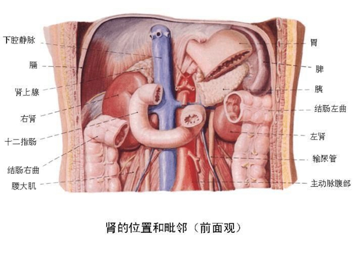肾脏周围内脏器官分布图图片