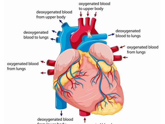 心脏内脏器官分布图英文图片
