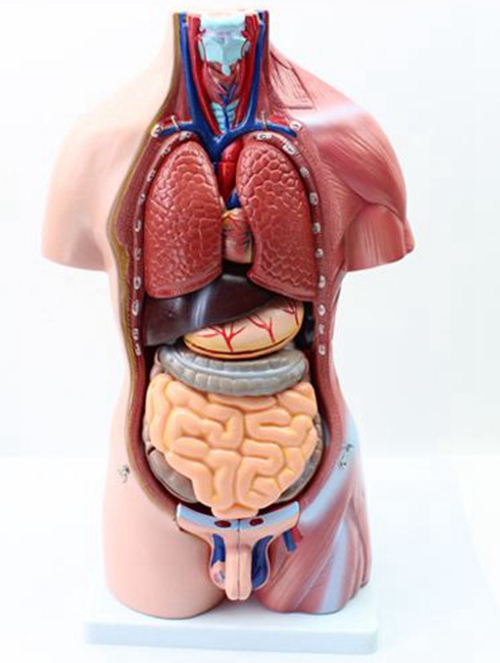 腹腔器官位置图高清图片