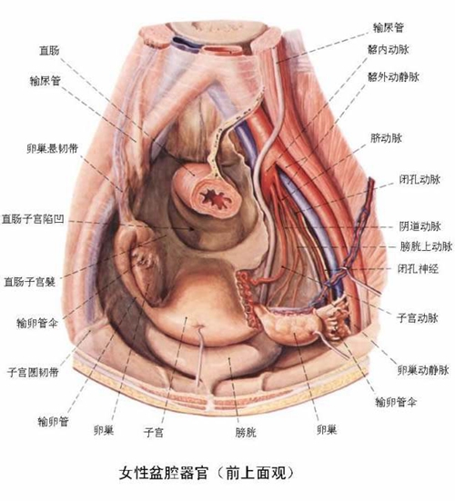 女性内部器官分布图解图片