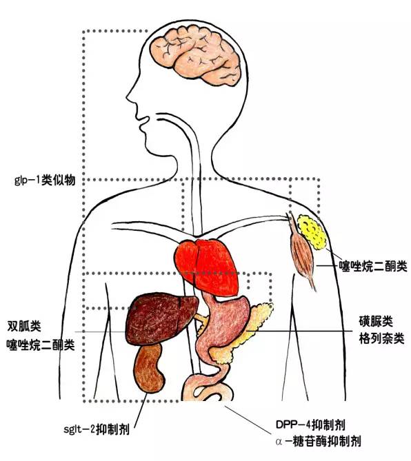 中成药降糖药有哪些