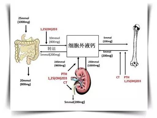 钙磷代谢紊乱的诊治