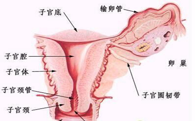 外阴的溃疡的外部症状图片