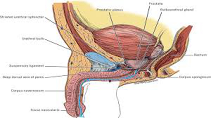 早期的阴茎癌图解图片