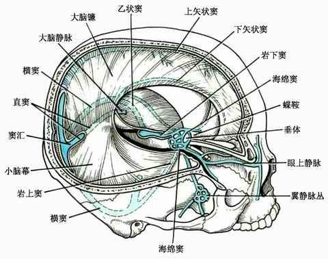 硬脑膜解剖图
