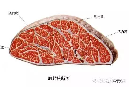 身体各部常见之肌筋膜疼痛