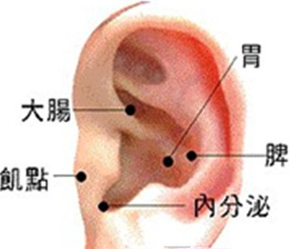 耳朵穴位对应器官图图片
