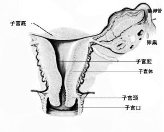 巴氏腺图图片