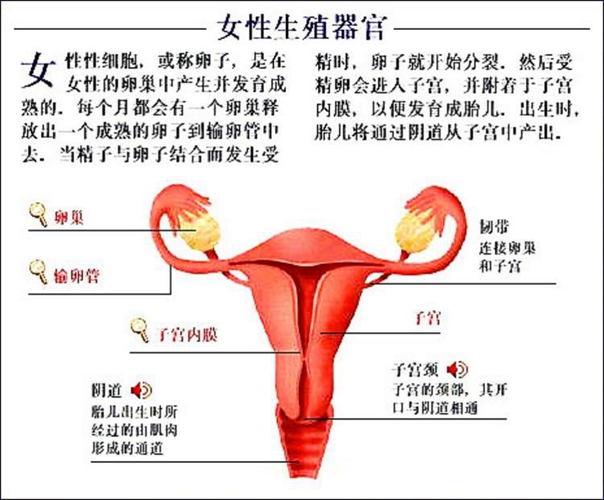 生殖器内脏器官分布图女性图片
